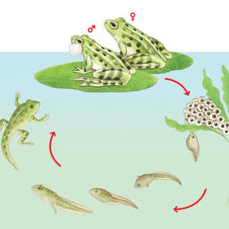 Rana – ciclo vitale Frog - life cycle