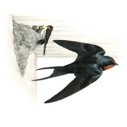 Rondine, Barn Swallow - Hirundo rustica