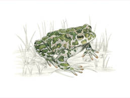 Rospo smeraldino, Green Toad - Bufo viridis