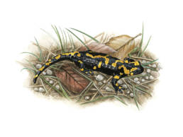 Salamandra pezzata, Fire Salamander - Salamandra salamandra