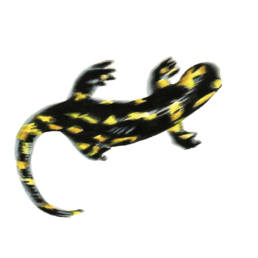 Salamandra pezzata – in movimento, Fire Salamander - moving - Salamandra salamandra