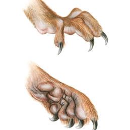 Scoiattolo – zampe, Red Squirrel - feet - Sciurus vulgaris