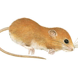 Topolino delle risaie, Harvest Mouse - Micromys minutus