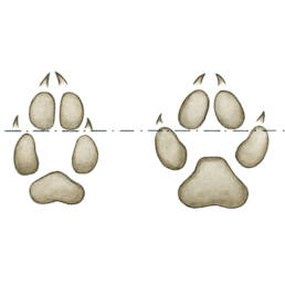 Volpe - impronte, comparazione con cane, Red Fox - tracks, comparison with dog - Vulpes vulpess