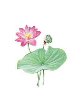 Fior di loto, Indian Lotus - Nelumbo nucifera