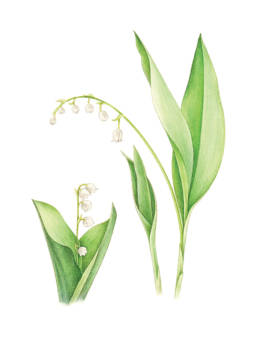 Mughetto, Lily of the Valley - Convallaria majalis