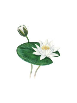 Ninfea bianca, European White Water lily - Nymphaea alba