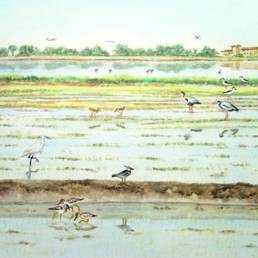 Risaia, Rice field