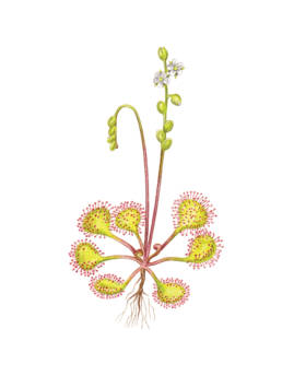Rosòlida, Round-leaved Sundew - Drosera rotundifolia