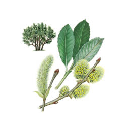 Salice grigio, Grey Willow - Salix cinereo