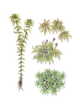 Sfagno palustre, Prairie Sphagnum - Sphagnum palustre